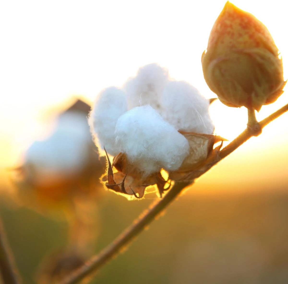 Air Wick Freshmatic Automatische Spray Luchtverfrisser - Pure Zachtheid van Katoen Navulling - 3 Stuks - Voordeelverpakking Air Wick Freshmatic Automatische Spray Luchtverfrisser - Pure Zachtheid Van Katoen Navulling - 3 Stuks - Voordeelverpakking -bol winkel 1200x1183 9