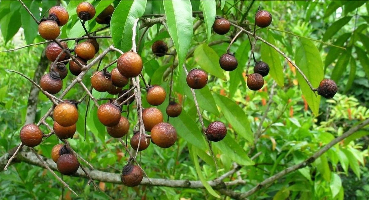 Wasnoten 3kg met 4 Waszakjes - Zeepnoten - Natuurlijk Wassen - 4x750gr Wasnoten 3kg Met 4 Waszakjes - Zeepnoten - Natuurlijk Wassen - 4x750gr -bol winkel