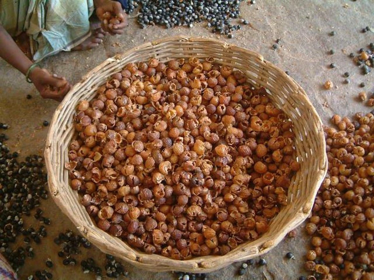 Wasnoten 750gr met Waszakje - Zeepnoten - Natuurlijk Wassen Wasnoten 750gr Met Waszakje - Zeepnoten - Natuurlijk Wassen -bol winkel